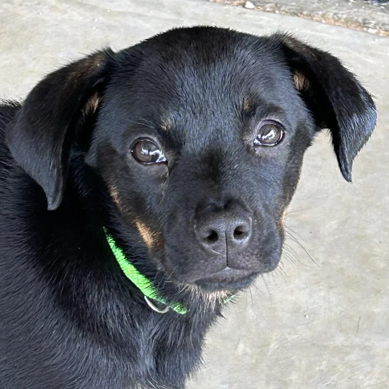 A baby medium-sized female Rottweiler dog named Cutie for adoption in Krum, TX