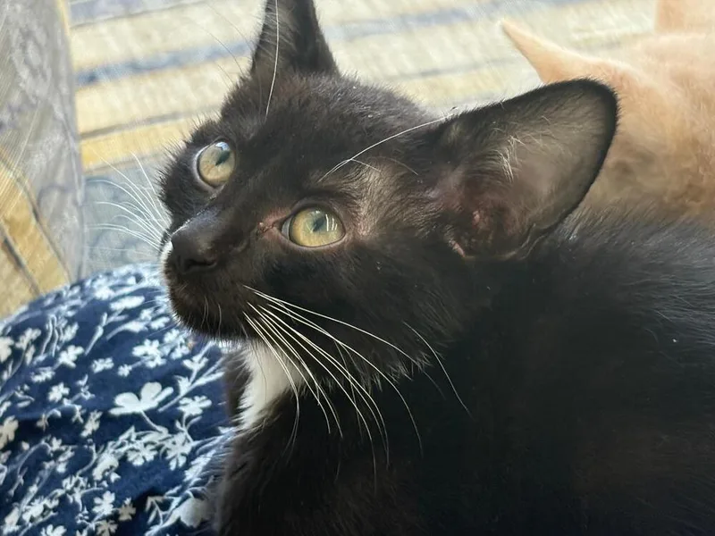 A baby medium-sized male Black & White / Tuxedo Domestic Short Hair cat named Socks for adoption in Oceanside, CA