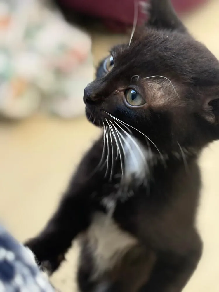 Socks thumbnail 4