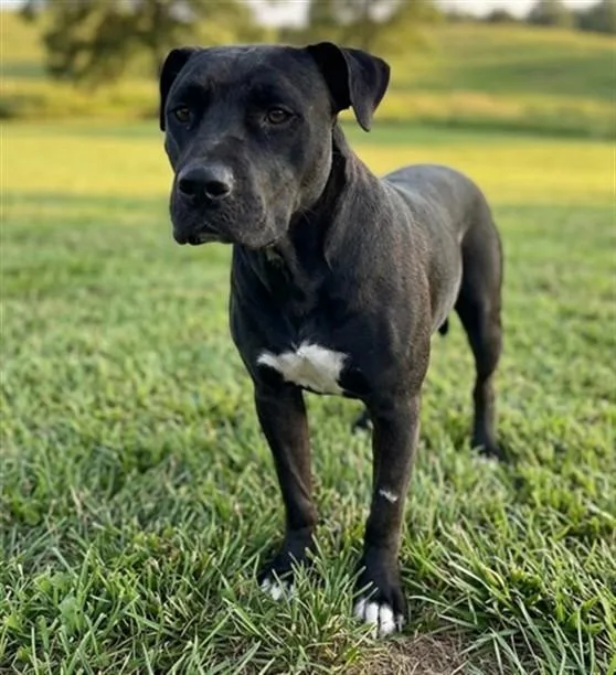 A young medium-sized male Staffordshire Bull Terrier dog named Alfredo for adoption in Texas City, TX