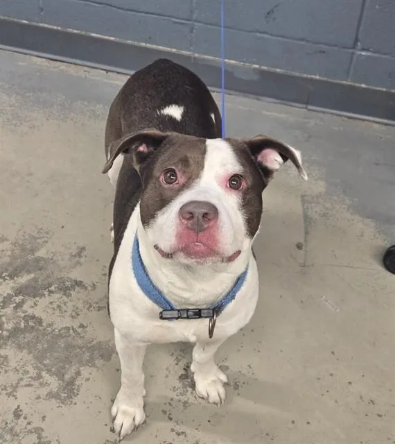 A young large-sized male Staffordshire Bull Terrier dog named Rj for adoption in Tallahassee, FL