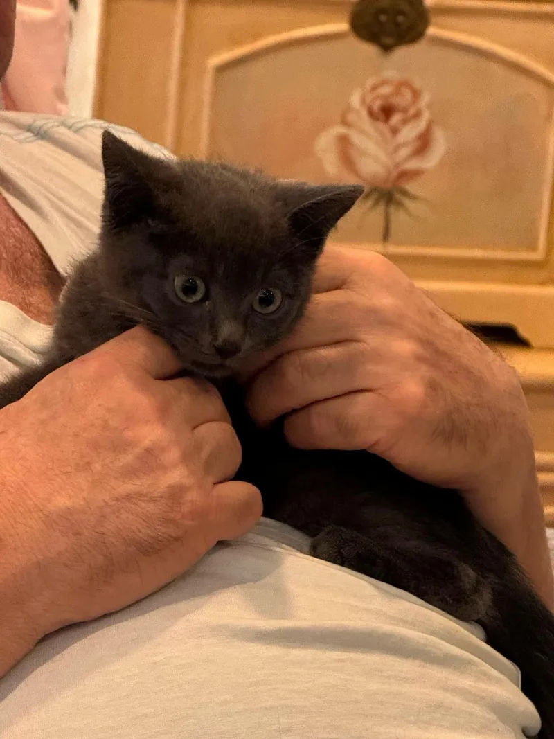 A baby small-sized male Gray / Blue / Silver Domestic Short Hair cat named Nero for adoption in Verona, NJ