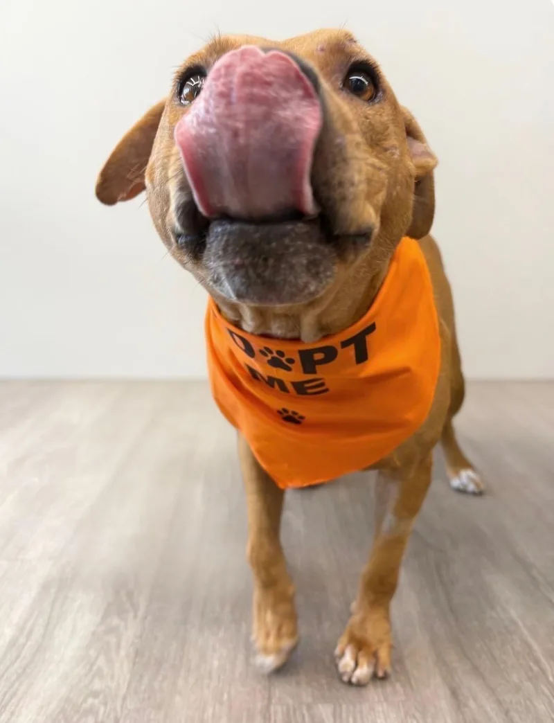 A young medium-sized male Apricot / Beige American Staffordshire Terrier dog named Buster Keaton for adoption in Houston, TX