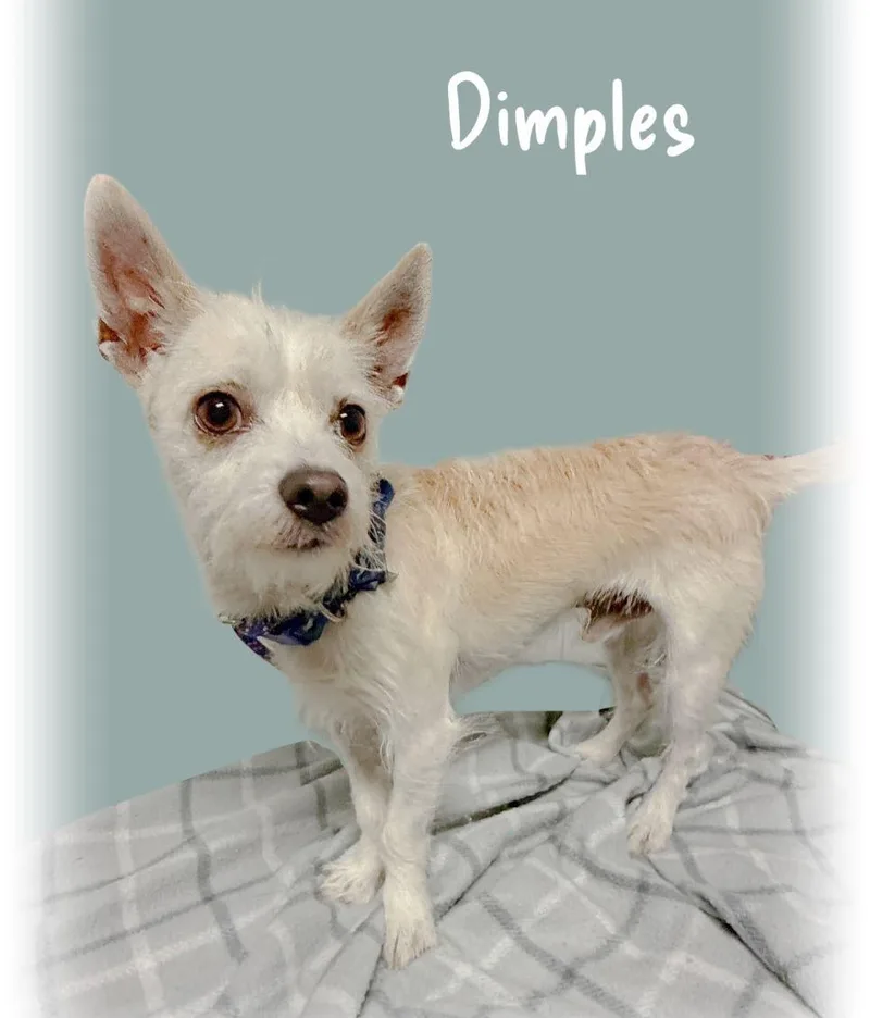 Dimples thumbnail 4