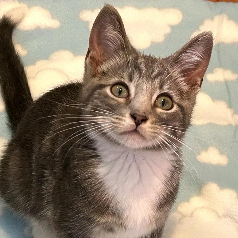 A baby small-sized male Gray / Blue / Silver Domestic Short Hair cat named Reacher C for adoption in Princeton, MN