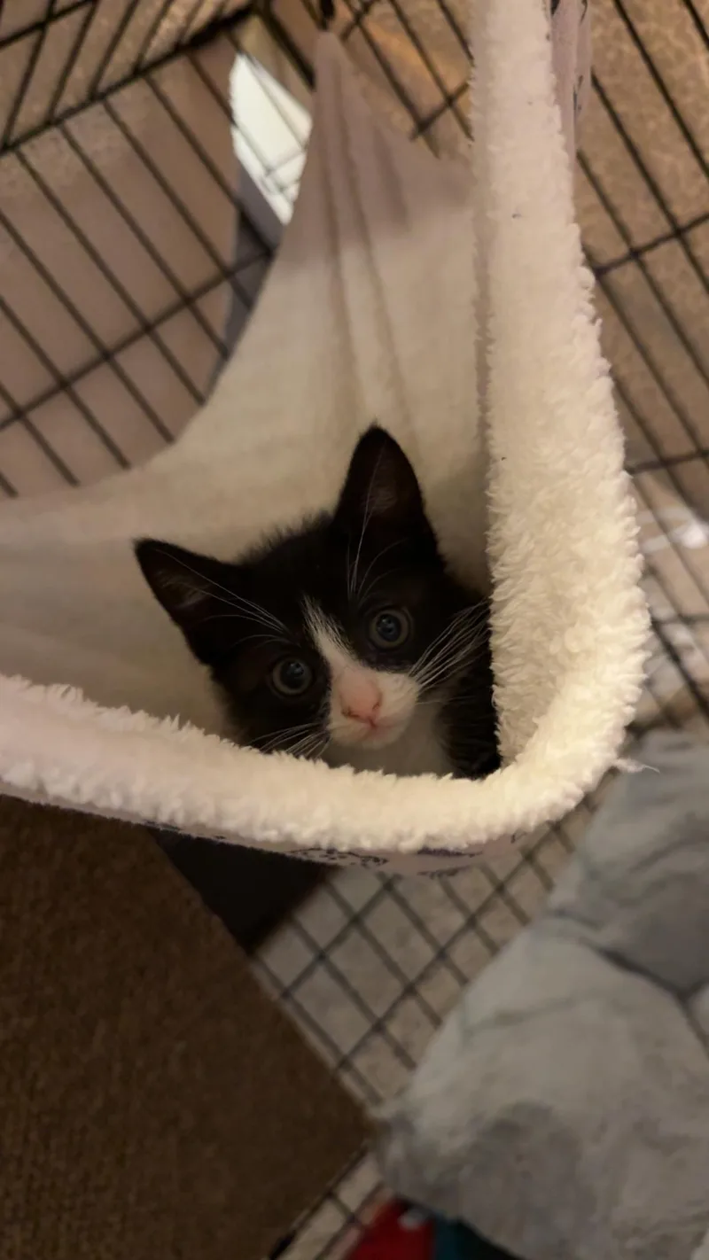 A senior small-sized female Black Domestic Short Hair cat named Meredith for adoption in Edmond, OK