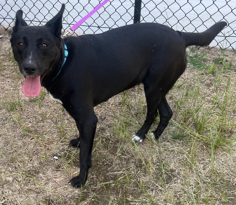 A young medium-sized female Black American Bully dog named Ruby Sweetie Pie Playful for adoption in Charlottesville, VA