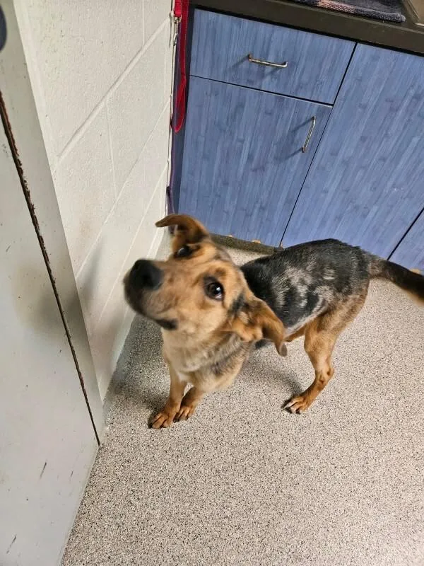 A young medium-sized female Brown / Chocolate German Shepherd Dog dog named Alora for adoption in Disputanta, VA