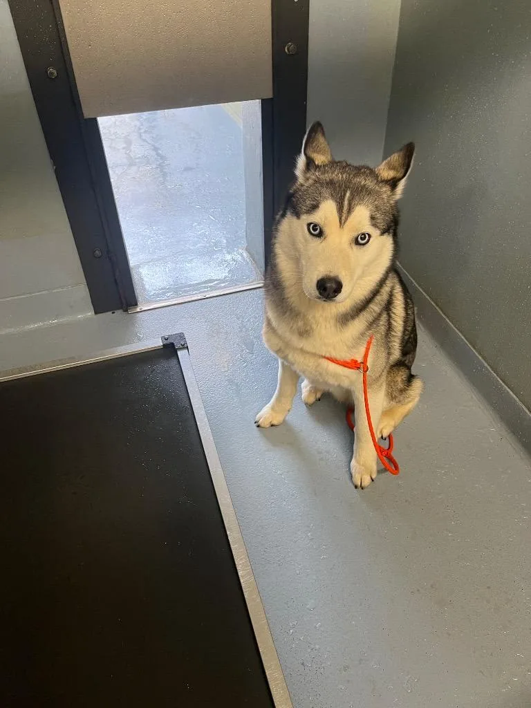 A young large-sized male Husky dog named Trouble for adoption in Cartersville , GA