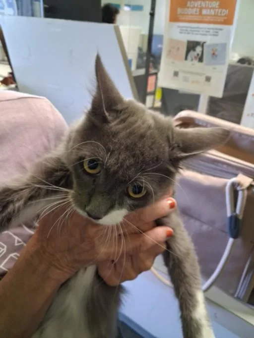A young medium-sized female Domestic Short Hair cat named Nora for adoption in Chatsworth, CA