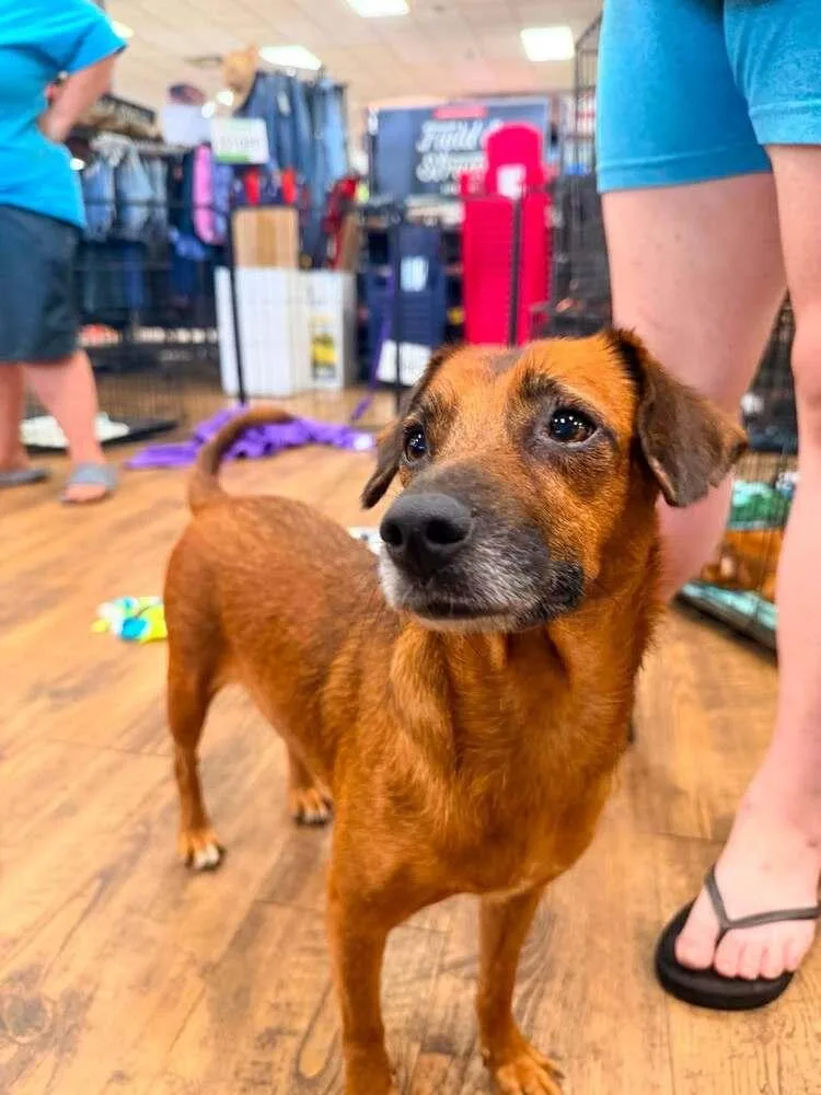 An adult small-sized female Chihuahua dog named Sallie for adoption in Troy, AL
