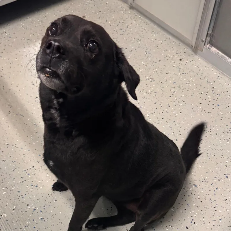 A senior small-sized male Black Labrador Retriever dog named Clarence for adoption in Marion, VA