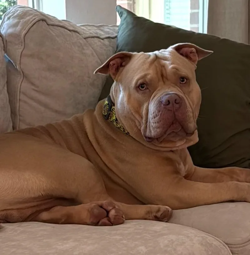 A young large-sized male American Staffordshire Terrier dog named Butters for adoption in Missouri City, TX