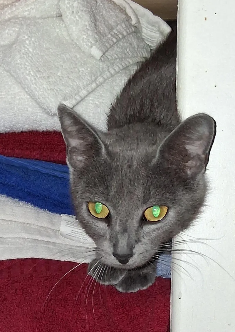 A young medium-sized female Gray / Blue / Silver American Shorthair cat named Ghost for adoption in Staatsburg, NY