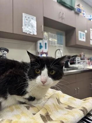 An adult medium-sized male Domestic Short Hair cat named Ash for adoption in Fishers, IN