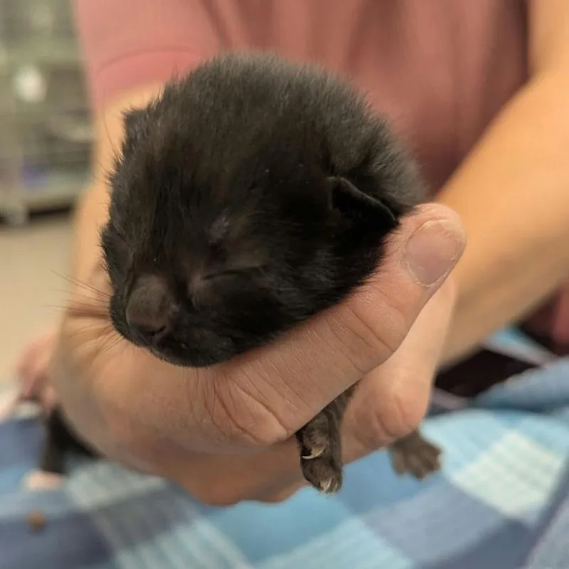 A baby small-sized female Black Domestic Short Hair cat named Latte for adoption in South Elgin, IL