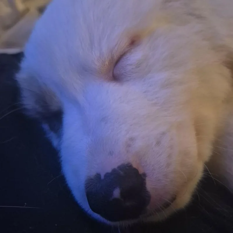 A baby large-sized male White / Cream Great Pyrenees dog named Radar for adoption in Overland Park, KS