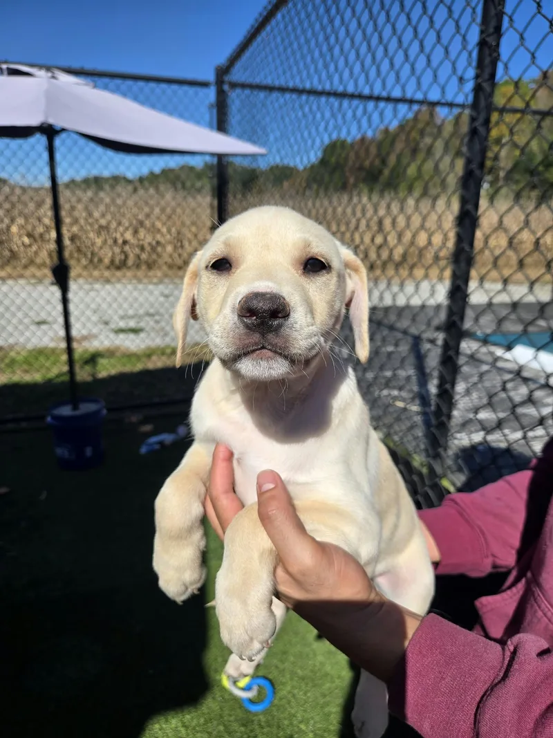 A baby medium-sized female White / Cream Golden Retriever dog named Coconut for adoption in Richmond, KY