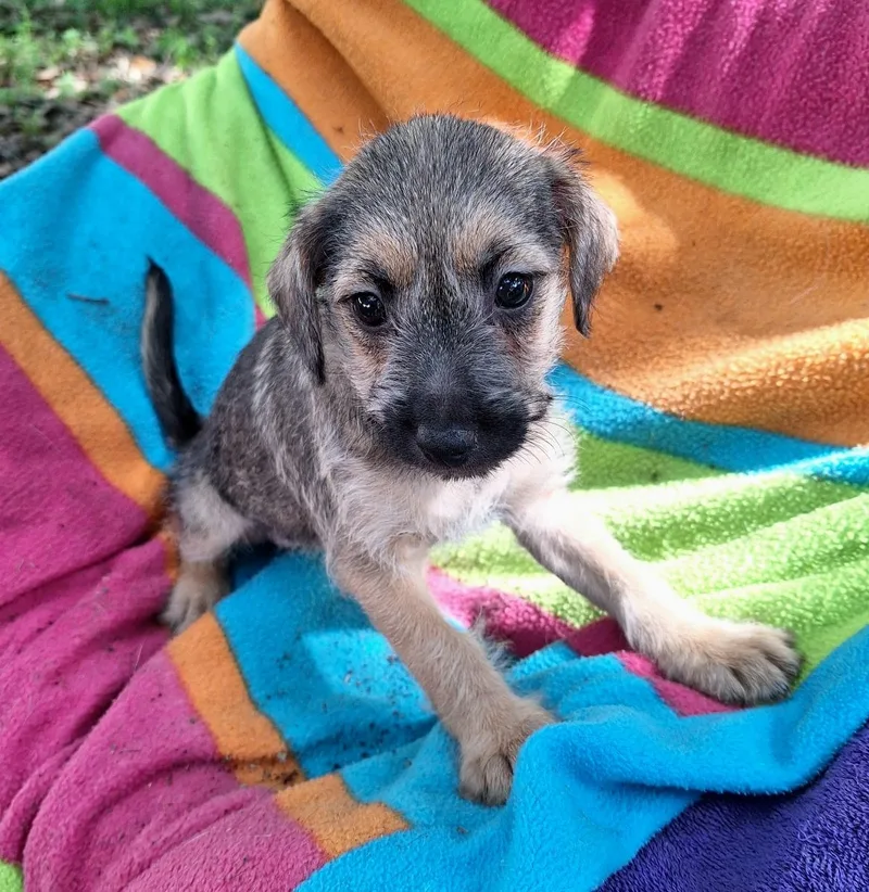 A baby small-sized female Brown / Chocolate Yorkshire Terrier dog named Tessie Brt for adoption in Missouri City, TX