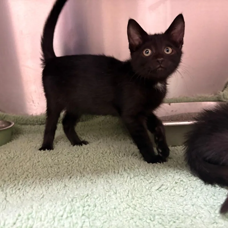A baby small-sized male Black Domestic Short Hair cat named Coal for adoption in Columbus, GA