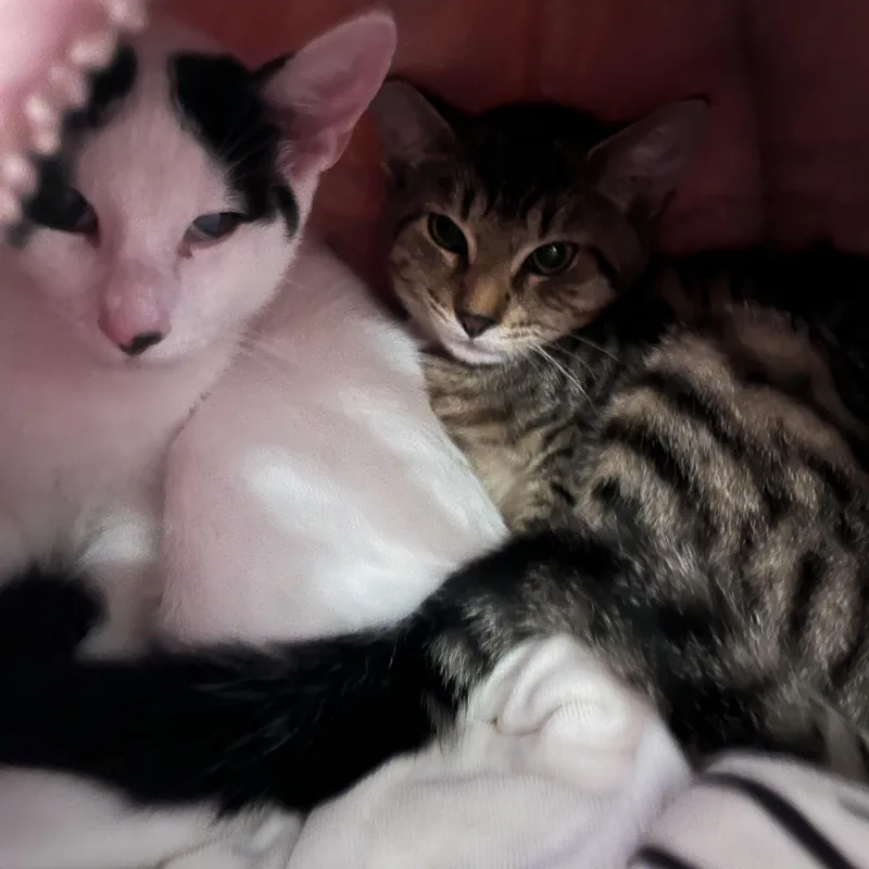 Bacio&boca thumbnail 3