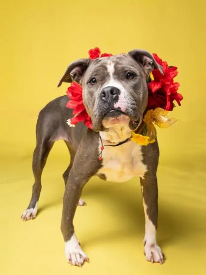 An adult large-sized female Pit Bull Terrier dog named Malu for adoption in Atlanta, GA