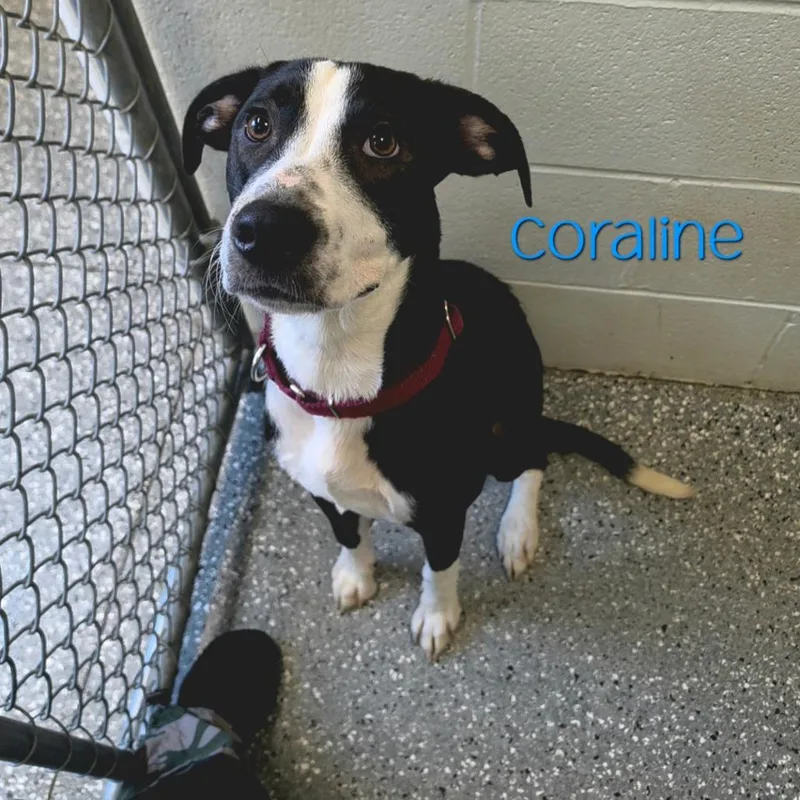 Coraline thumbnail 4