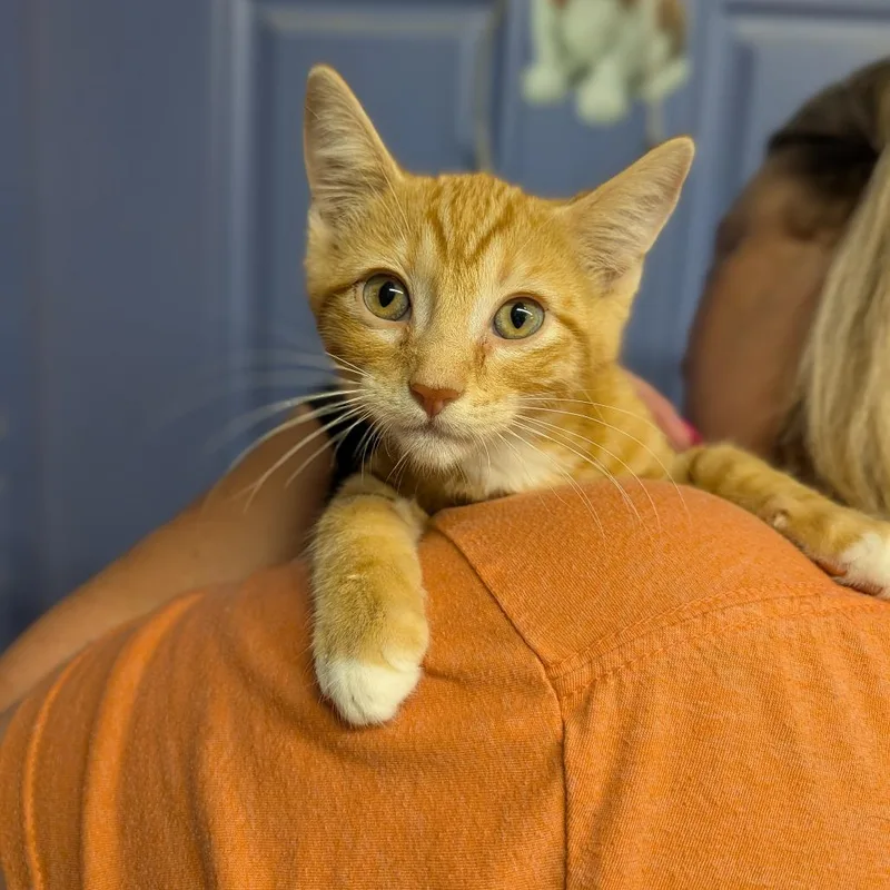 A baby medium-sized male Orange & White Domestic Short Hair cat named Big Mac for adoption in Cape Girardeau, MO