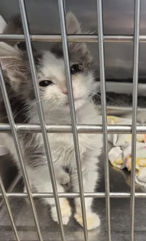A baby small-sized male Domestic Medium Hair cat named Tabora for adoption in Decatur, IL