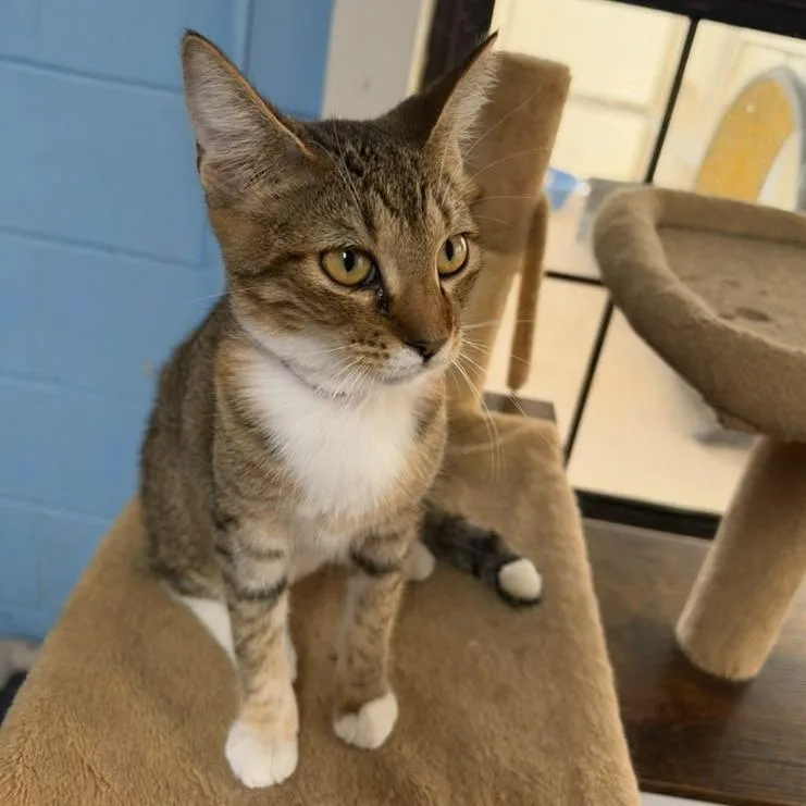 An adult medium-sized female Brown / Chocolate Domestic Short Hair cat named Daphne for adoption in Laredo, TX
