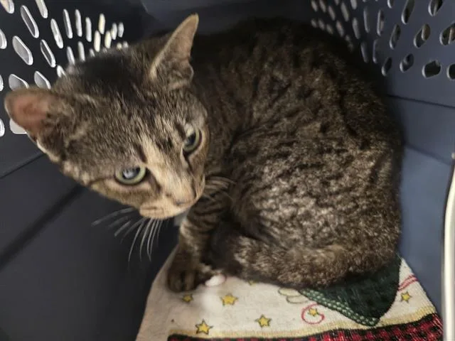 A young small-sized female Domestic Short Hair cat named Ginger for adoption in Aliquippa, PA