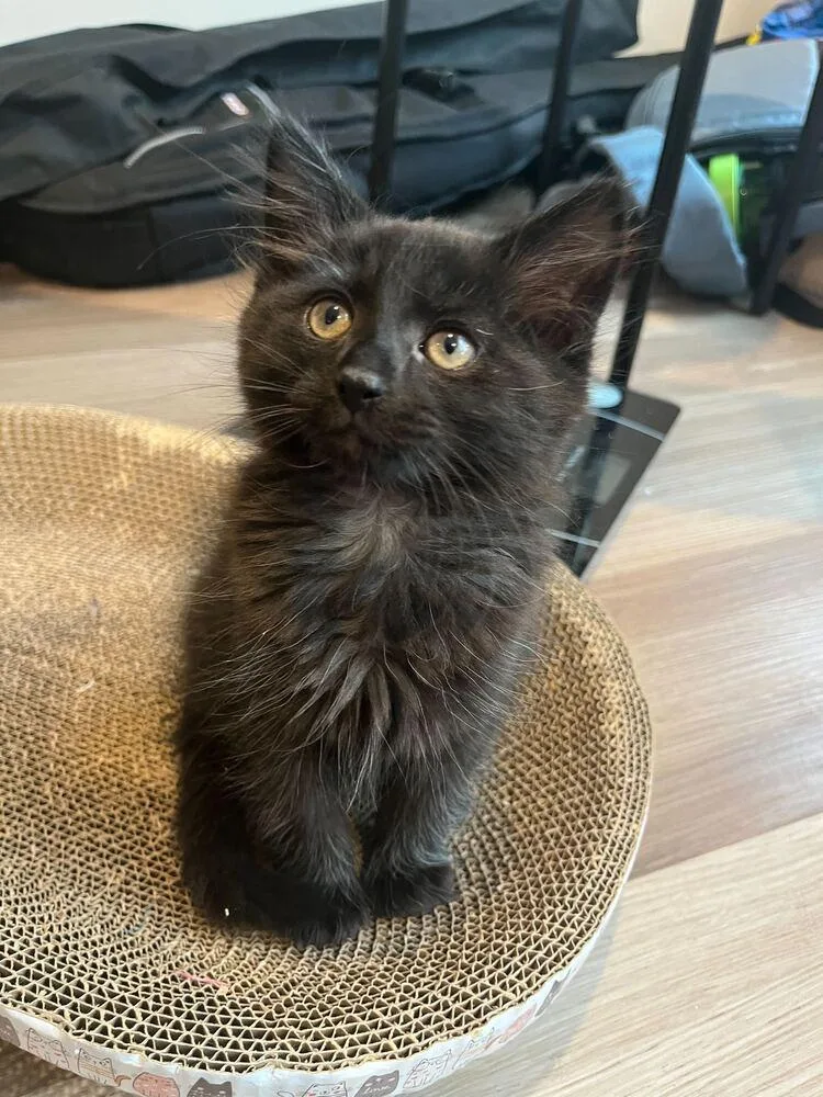 A baby medium-sized male Black Domestic Medium Hair cat named Moonstone for adoption in North Brunswick, NJ