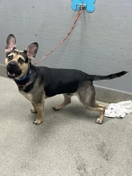 A young large-sized male German Shepherd Dog dog named Chip Ahoy for adoption in Las Vegas, NV