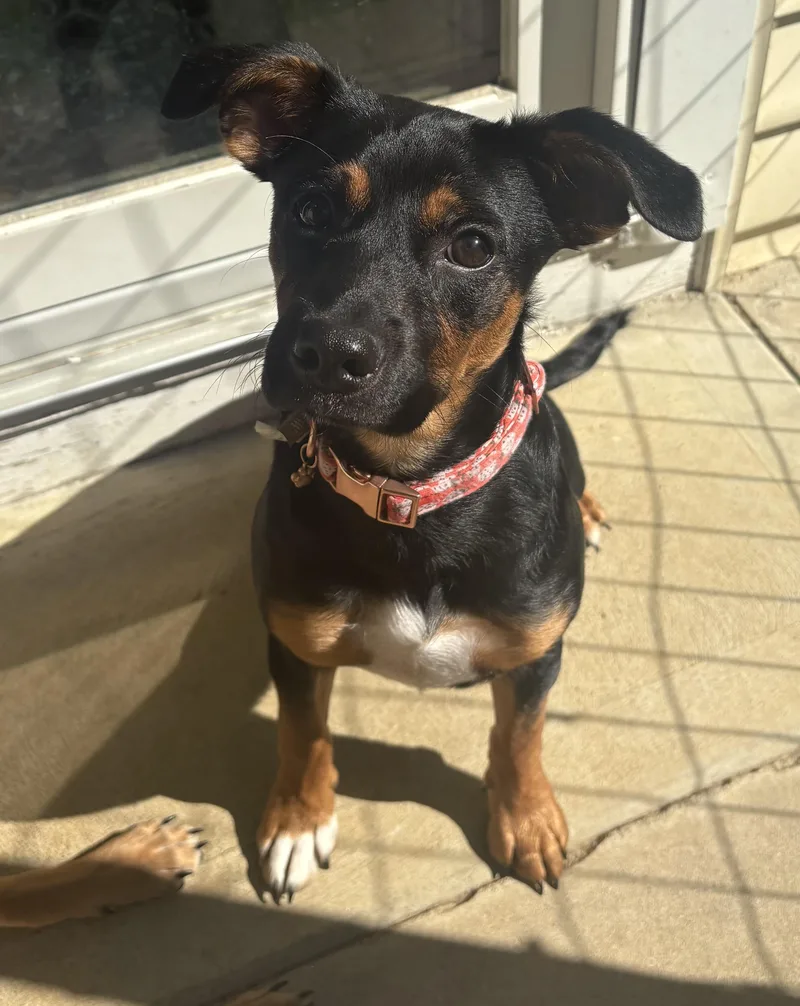 A baby small-sized male Miniature Pinscher dog named Rex & Lexi for adoption in Succasunna, NJ