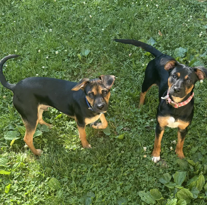 Rex & Lexi thumbnail 6
