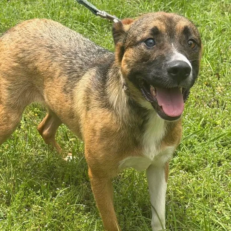 A young large-sized female Shepherd dog named Stacy for adoption in Calera, AL