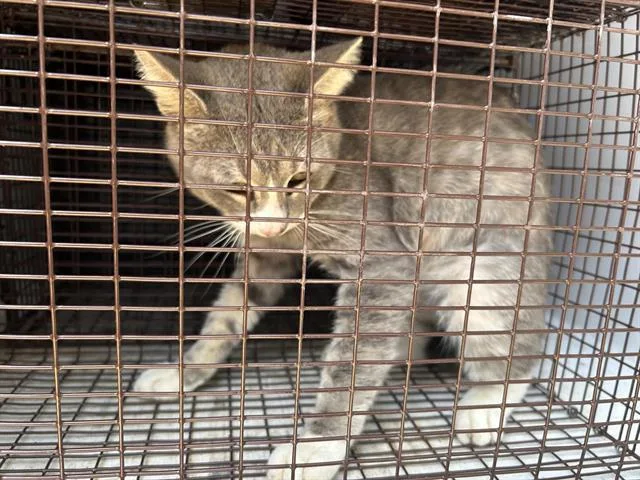 A young medium-sized male Domestic Short Hair cat named Sylvester for adoption in Houston, TX