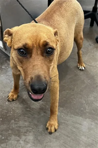 An adult large-sized female Mixed Breed dog named Tangela for adoption in Dallas, TX