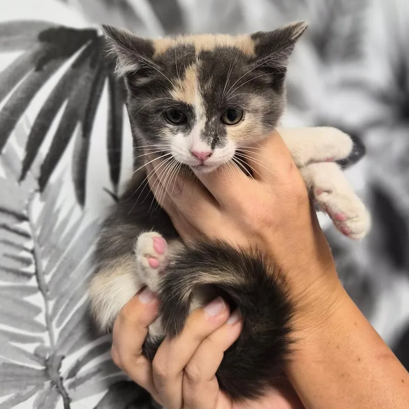 A baby small-sized female Calico Domestic Short Hair cat named Opal for adoption in Wahiawa, HI