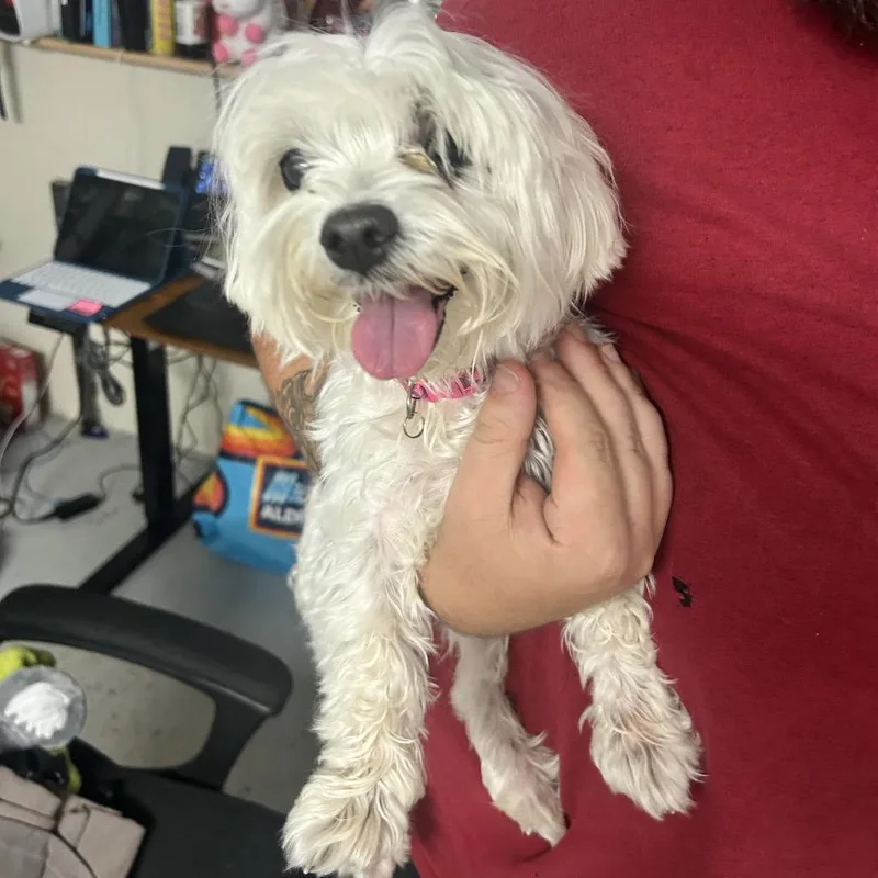 An adult small-sized female White / Cream Maltese dog named Dior for adoption in Uniontown, PA