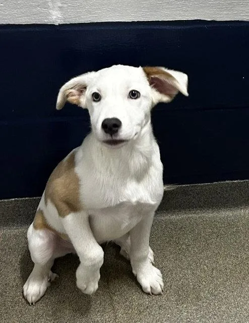 A young medium-sized male Great Pyrenees dog named Frank Months for adoption in Sterling, MA