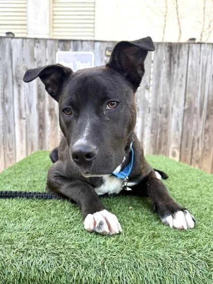A young large-sized male Terrier dog named Pluto for adoption in Washington, DC