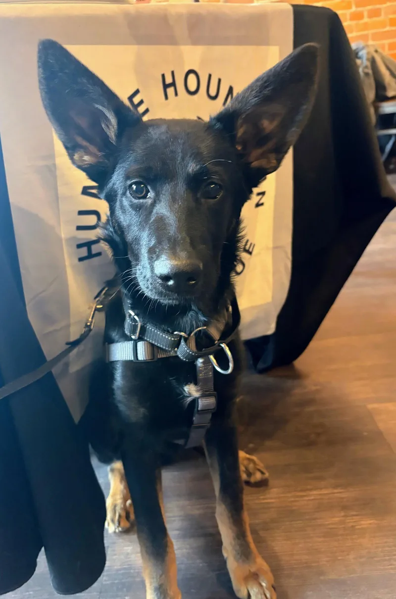 A young large-sized male Shepherd dog named Baron for adoption in Cottage Grove, MN