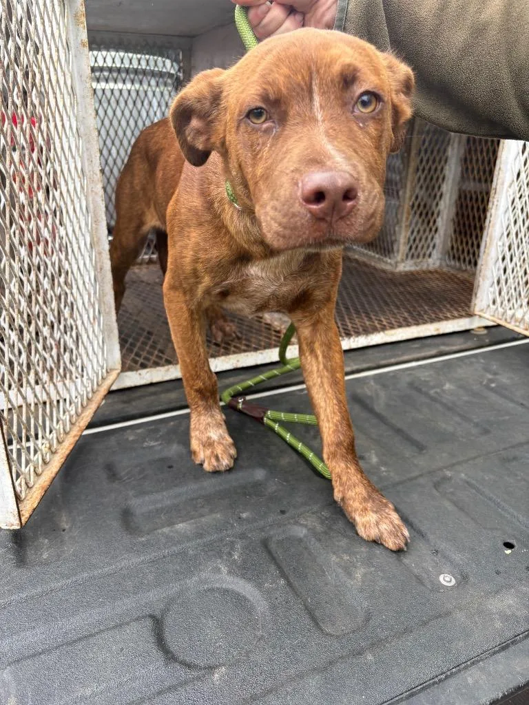 A baby medium-sized male Pit Bull Terrier dog named Harry for adoption in Ada, OK