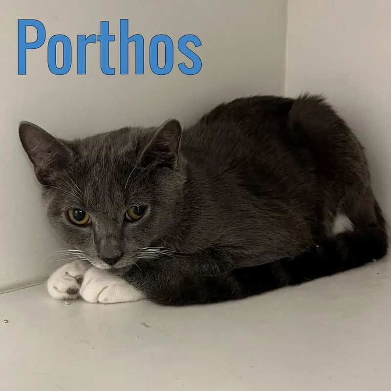 A young medium-sized male Black Domestic Short Hair cat named Porthos for adoption in Pleasantville, NJ