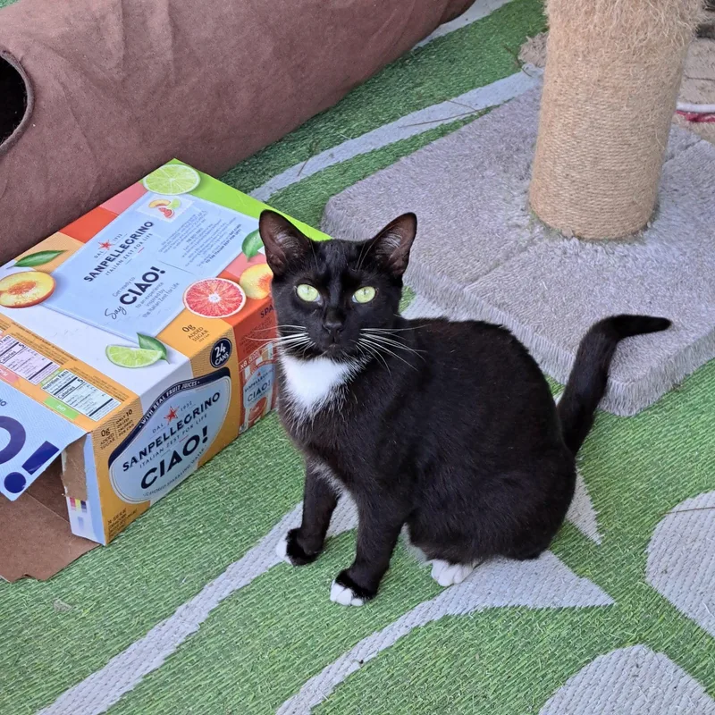 A young medium-sized male Black & White / Tuxedo Domestic Short Hair cat named Zip & Zulu for adoption in Jacksonville, FL