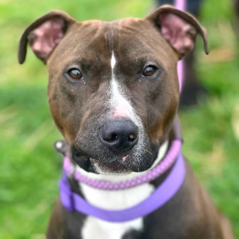 An adult medium-sized male Black Mixed Breed dog named Beavis for adoption in Huntington, WV