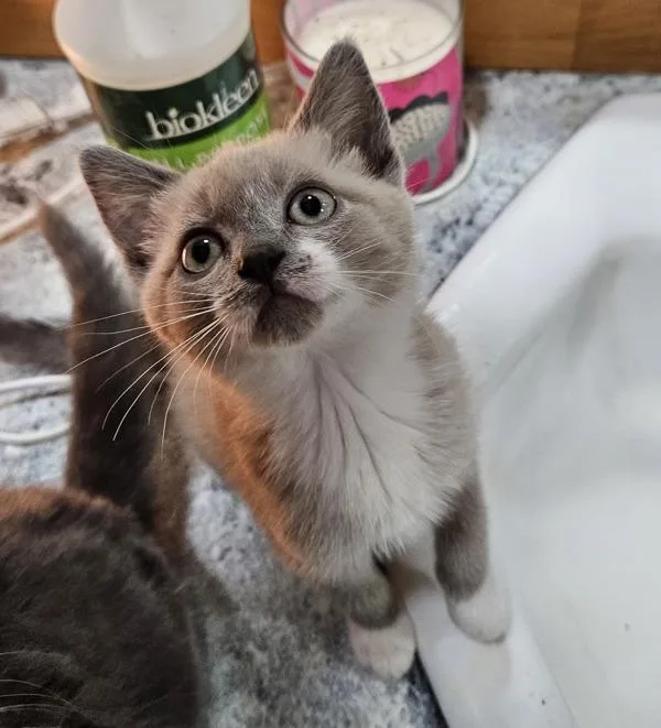 A baby small-sized female Siamese cat named Tootsie Roll for adoption in Vancouver, WA