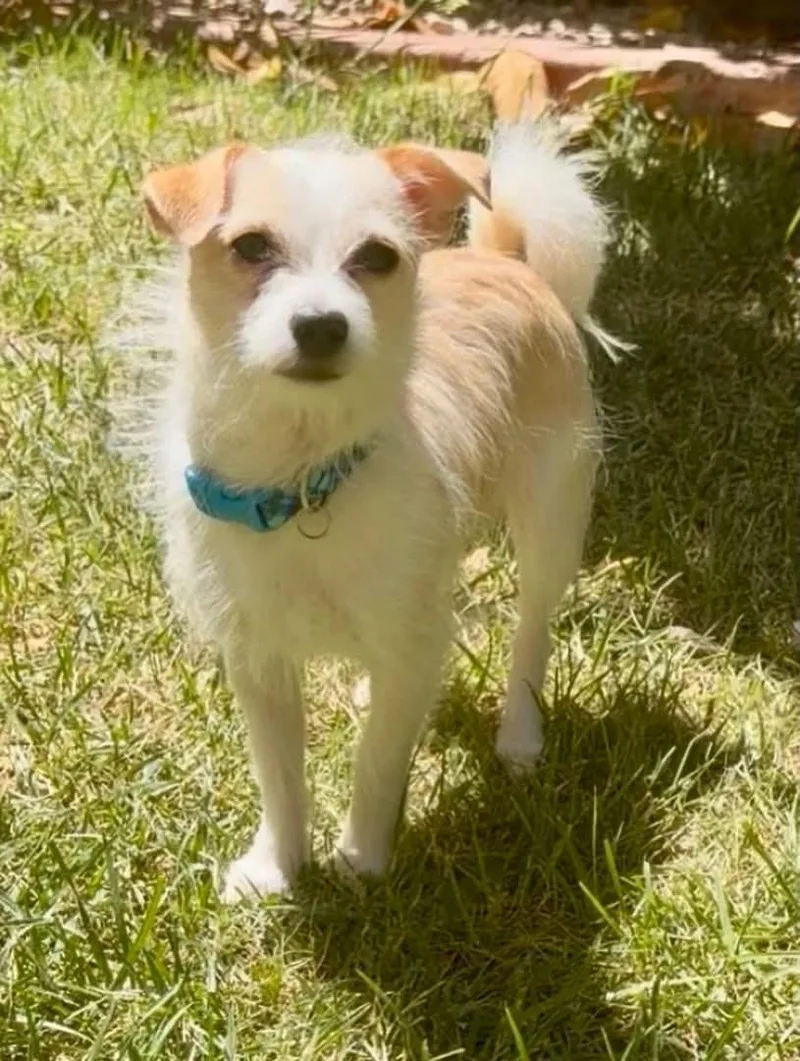 A young small-sized male Yellow / Tan / Blond / Fawn Terrier dog named Dobby for adoption in Las Vegas, NV
