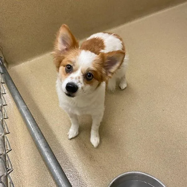 A senior small-sized male Red / Chestnut / Orange Pomeranian dog named Max for adoption in Monroe, GA